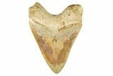 Serrated, Fossil Megalodon Tooth - Indonesia #279222-2